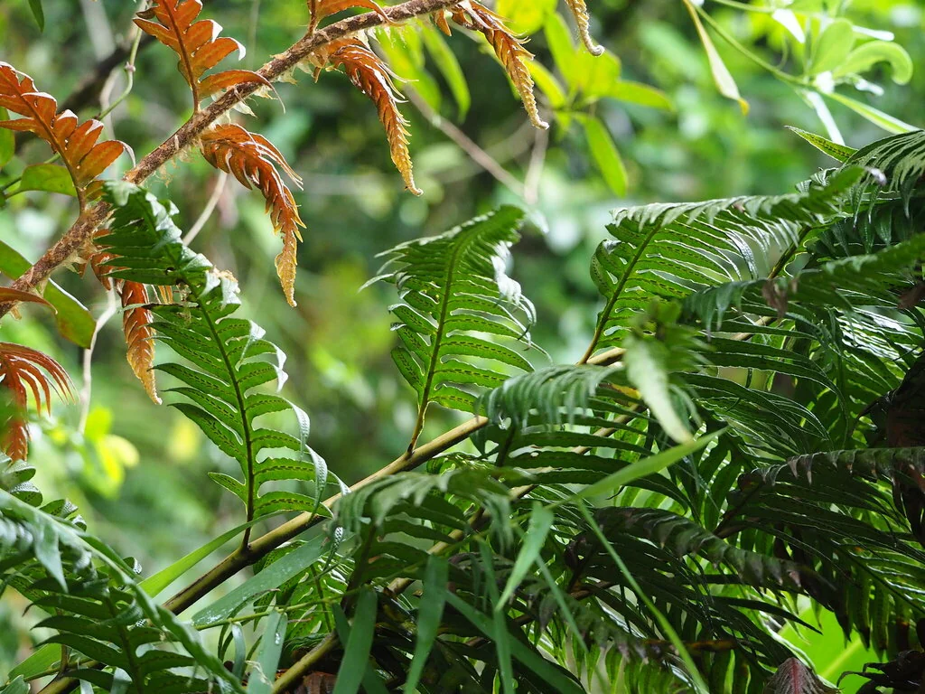 Woodwardia Unigemmata