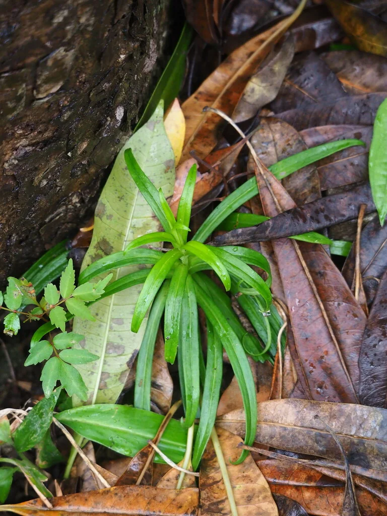 Lilium Longiflorum
