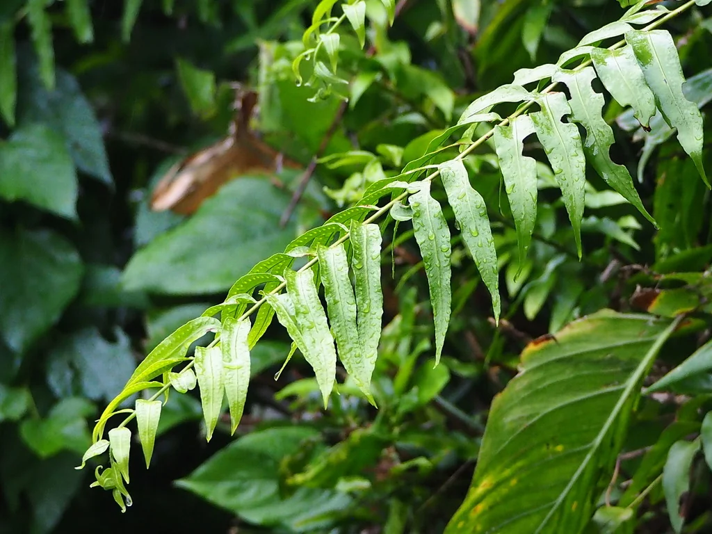 Nephrolepis biserrata