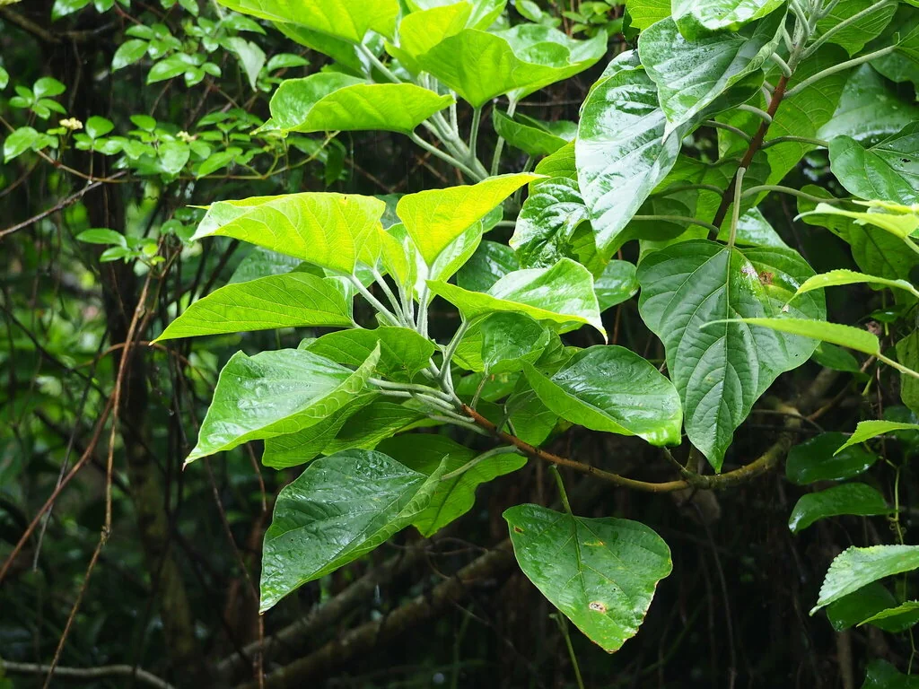 Clerodendrum Trichotomum