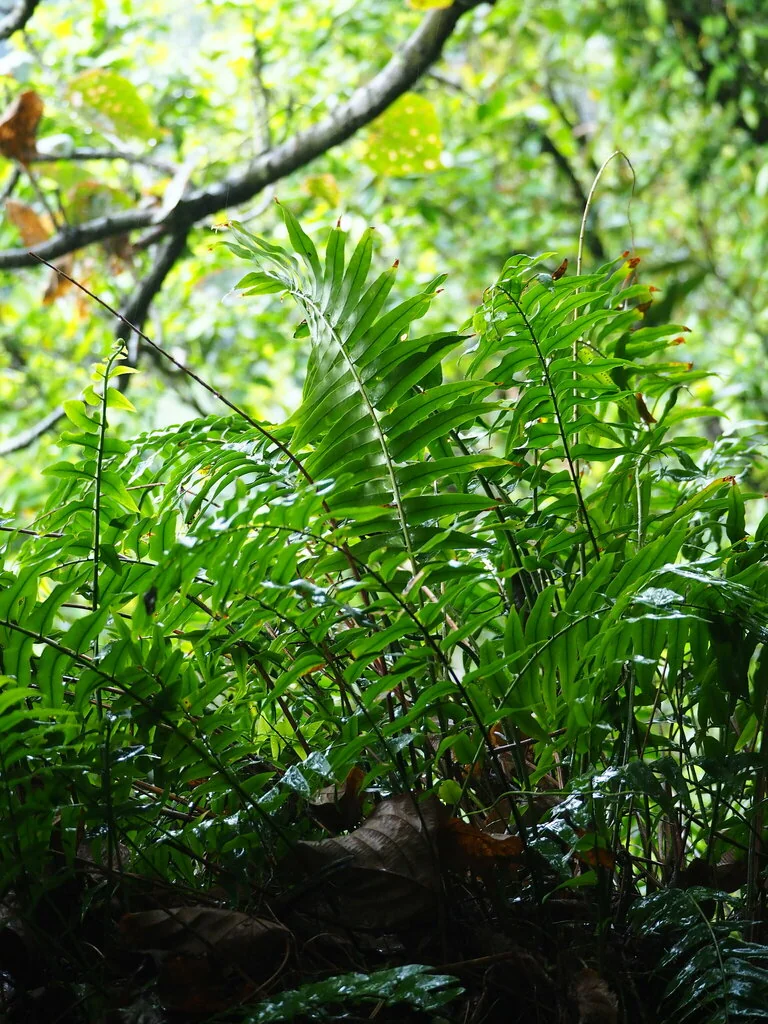 Nephrolepis biserrata