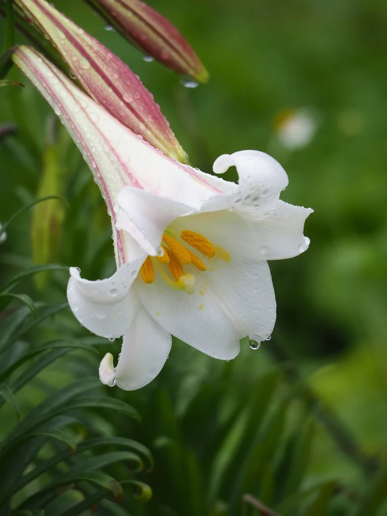 Lilium Longiflorum
