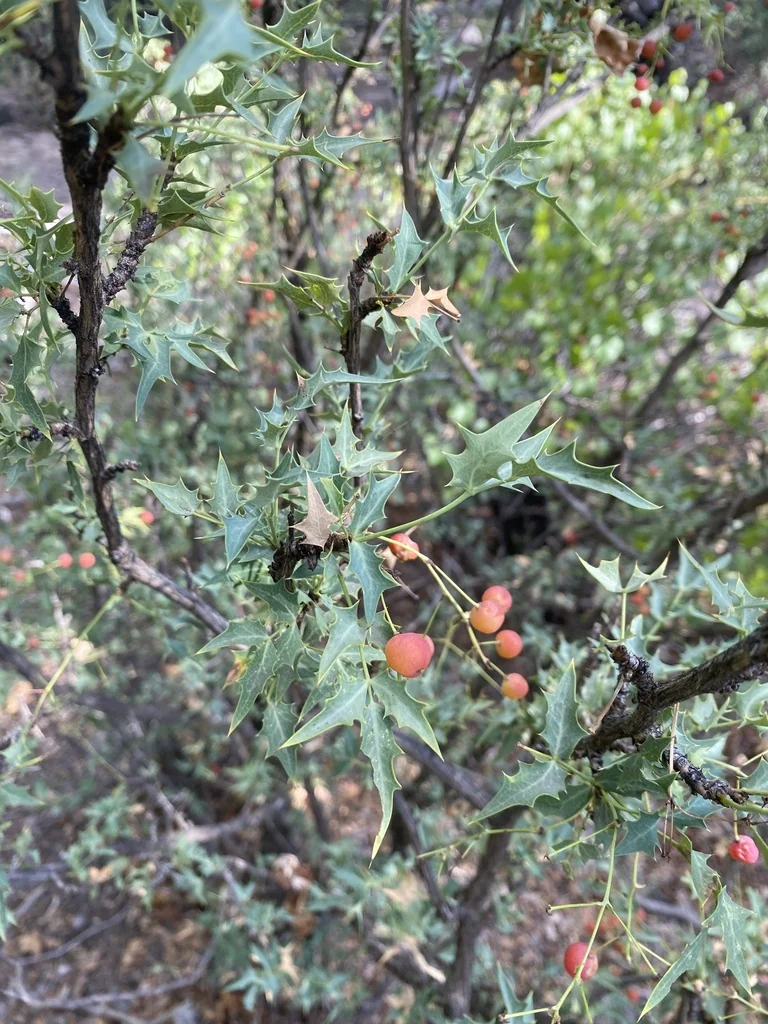 Berberis Haematocarpa