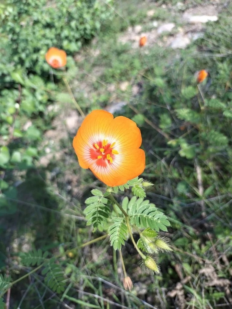 Kallstroemia Grandiflora