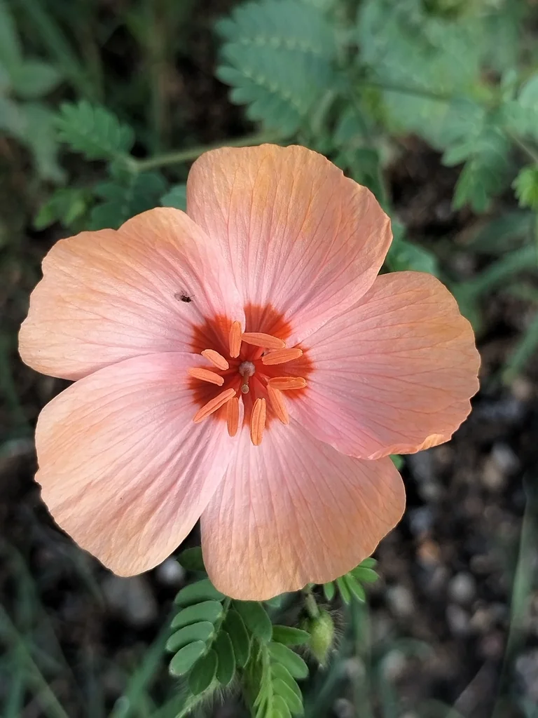 Kallstroemia Grandiflora