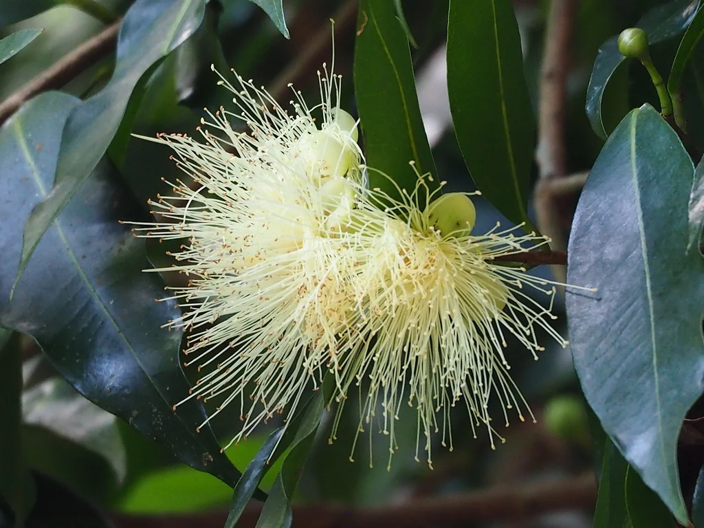 Syzygium Jambos