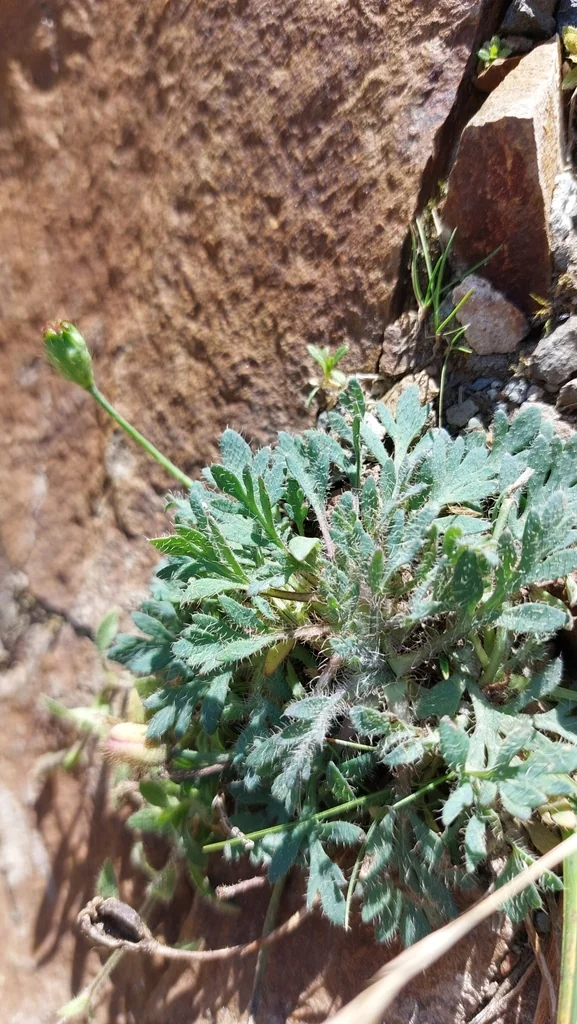Papaver Nudicaule
