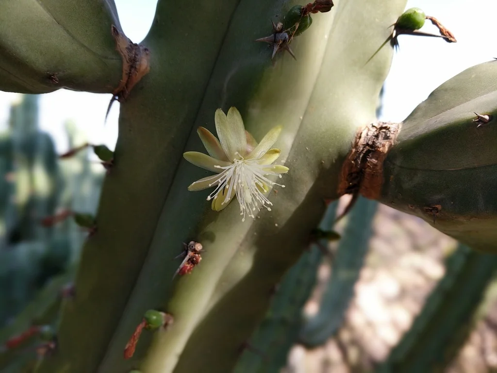 Myrtillocactus Geometrizans