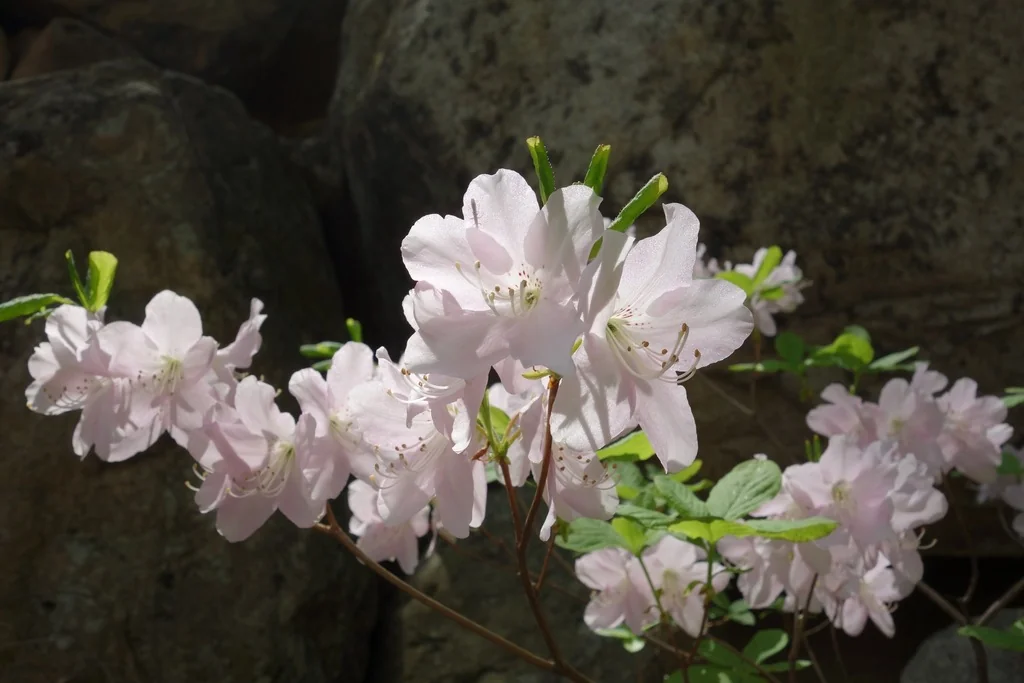 Rhododendron Schlippenbachii