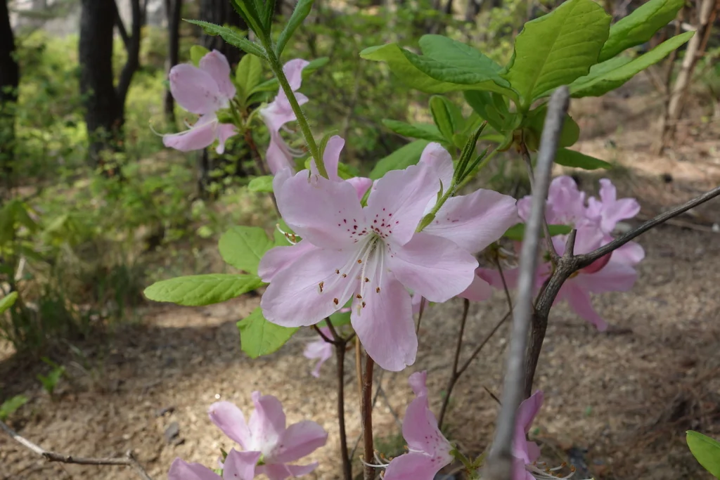 Rhododendron Schlippenbachii