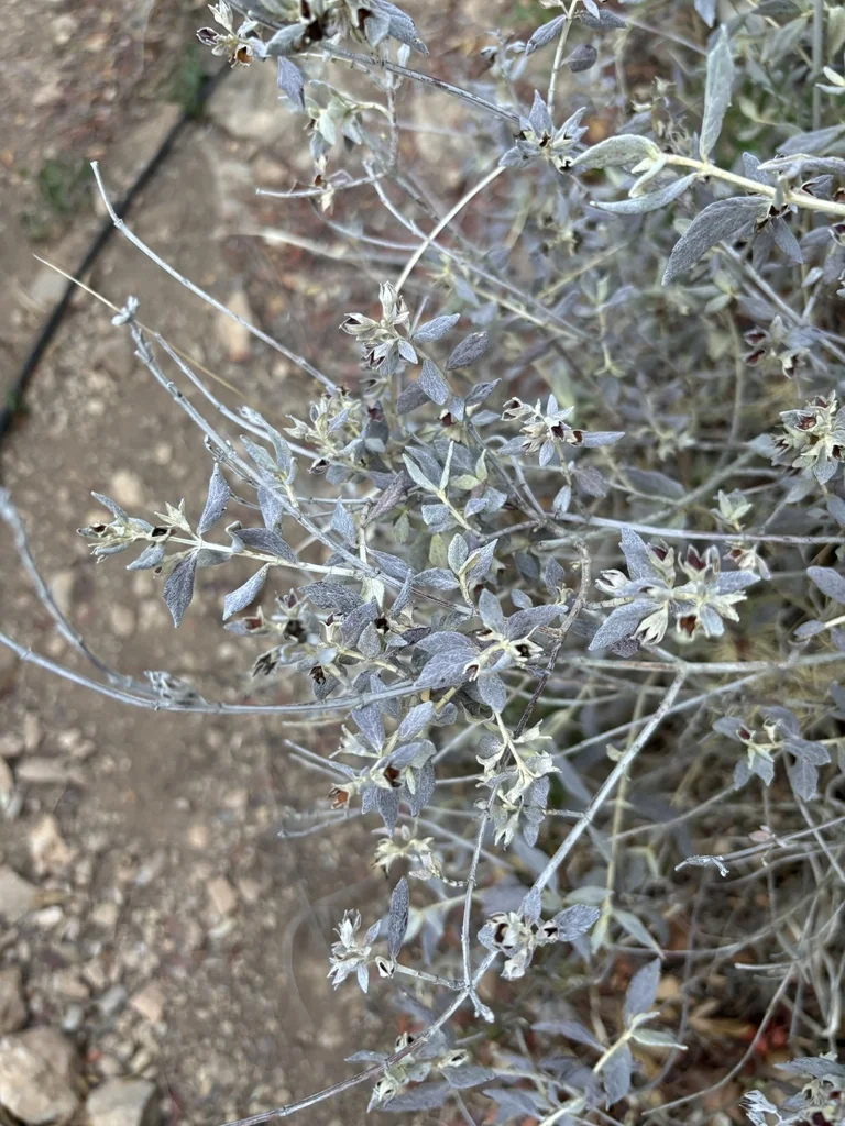 Teucrium Fruticans