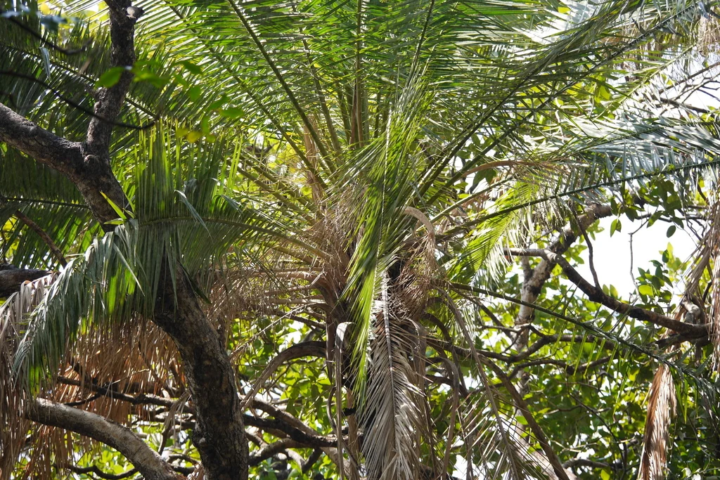 Phoenix reclinata