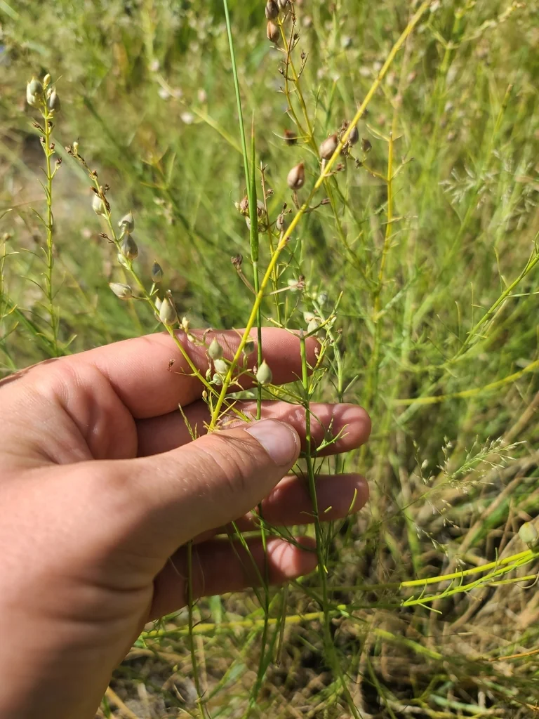 Penstemon Thurberi