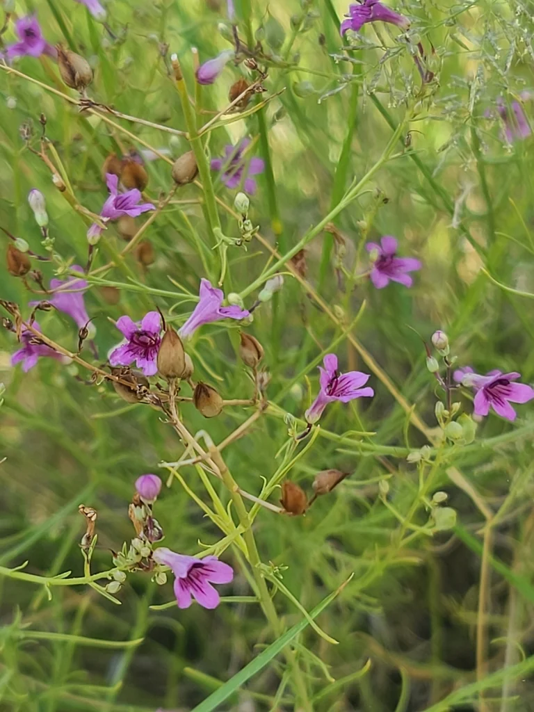 Penstemon Thurberi