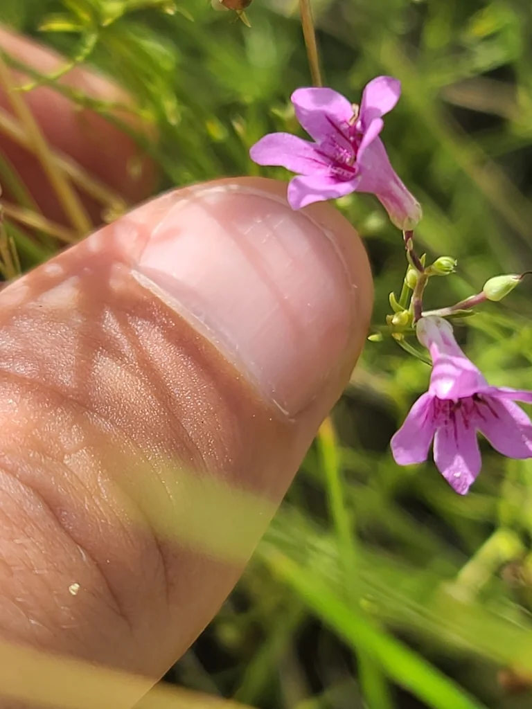 Penstemon Thurberi