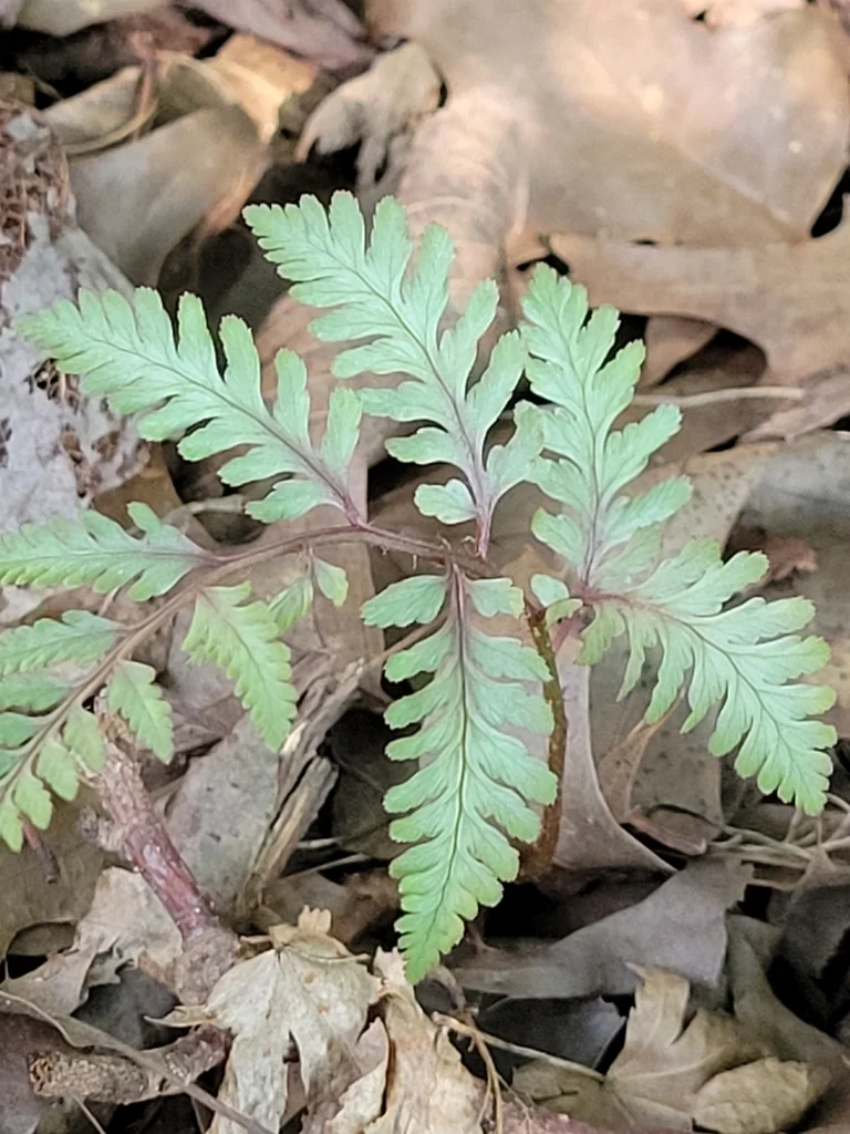 Athyrium Niponicum Var. Pictum
