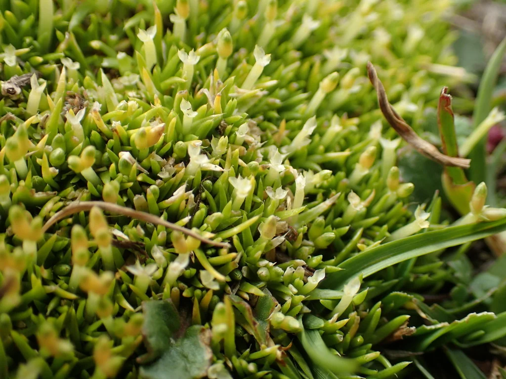 Scleranthus Biflorus