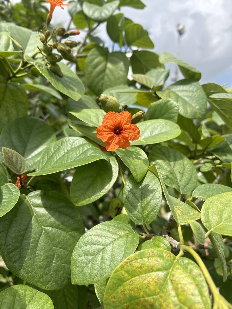 Cordia Sebestena