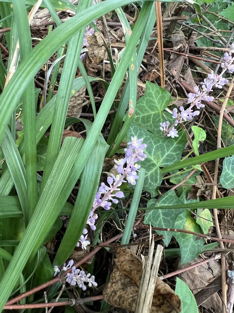 Liriope Muscari