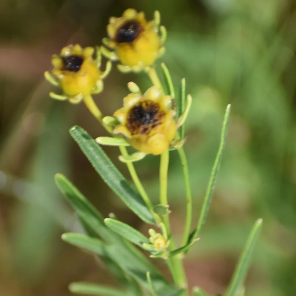 Coreopsis Palmata
