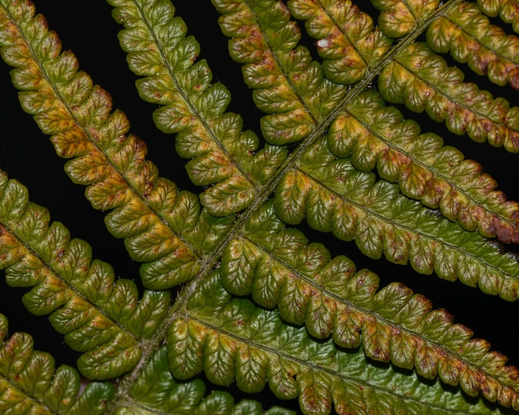 Dryopteris wallichiana