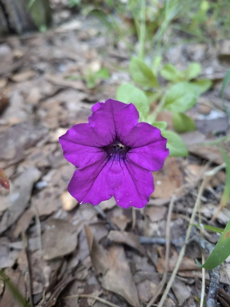Petunia X Hybrida