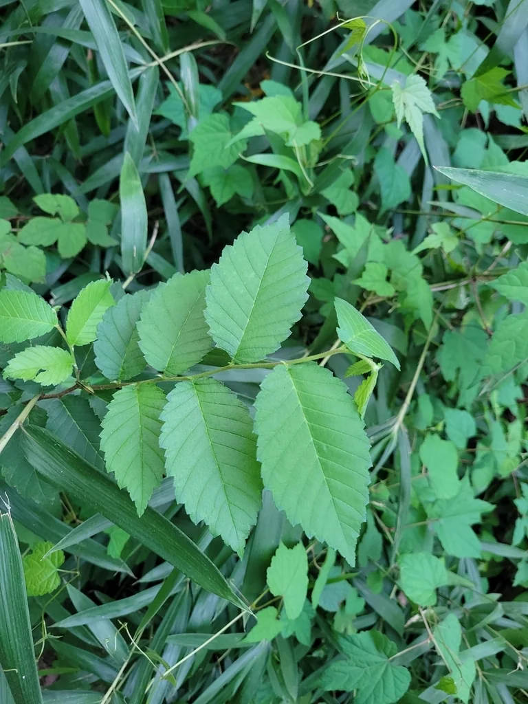 Zelkova Serrata