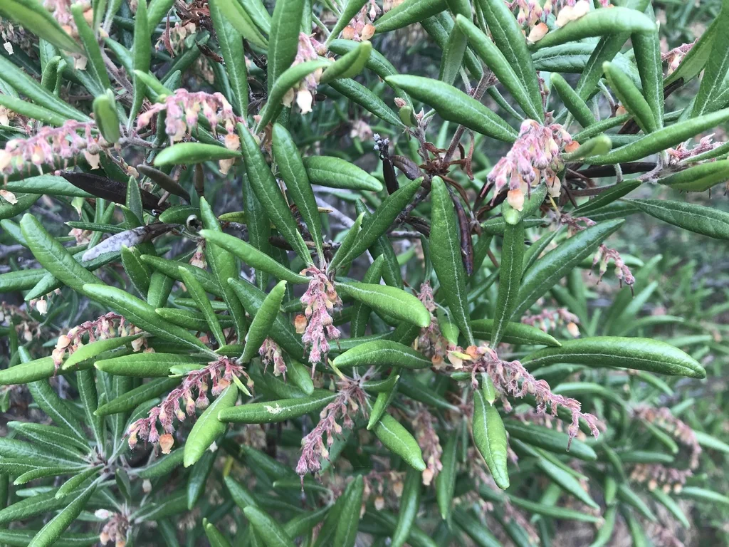 Comarostaphylis Diversifolia