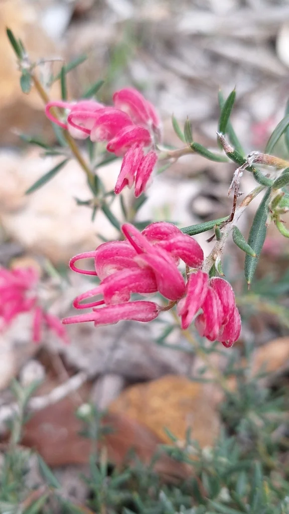 Grevillea Lavandulacea