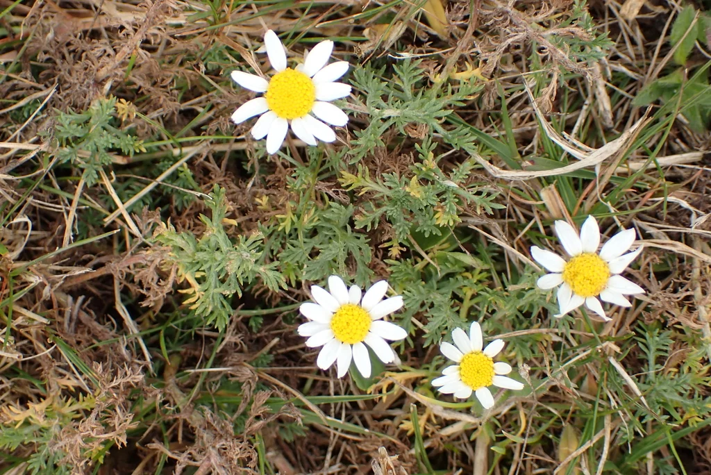 Chamaemelum Nobile