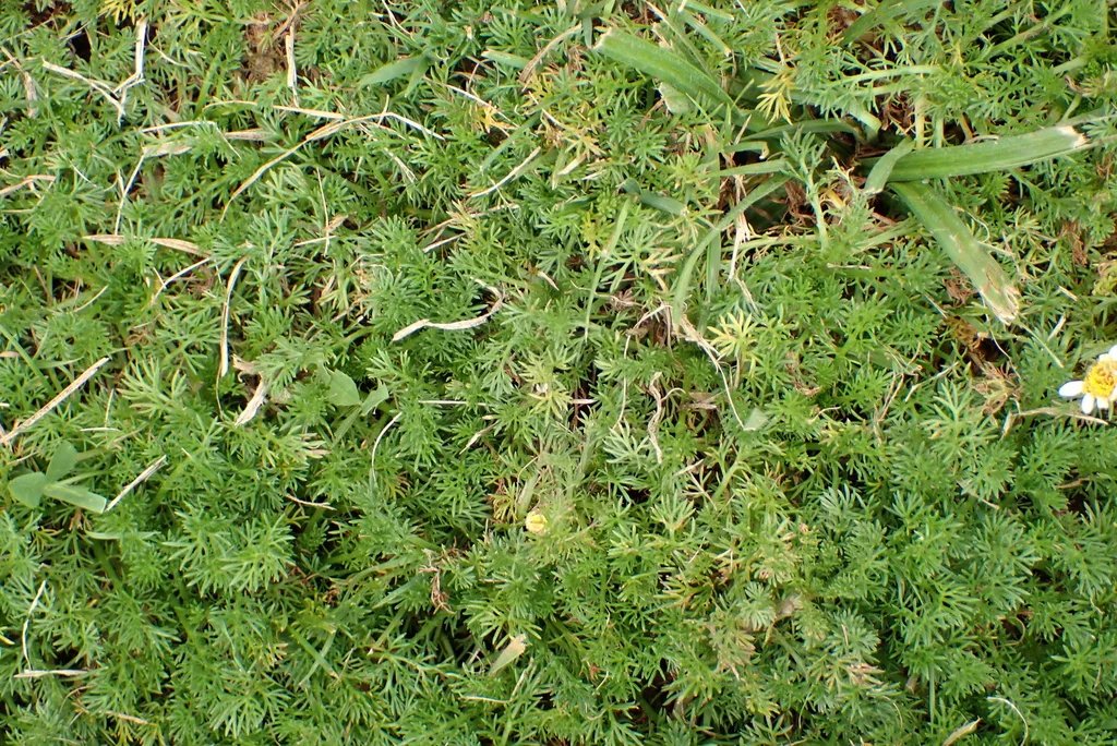 Chamaemelum Nobile