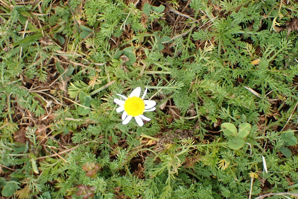Chamaemelum Nobile