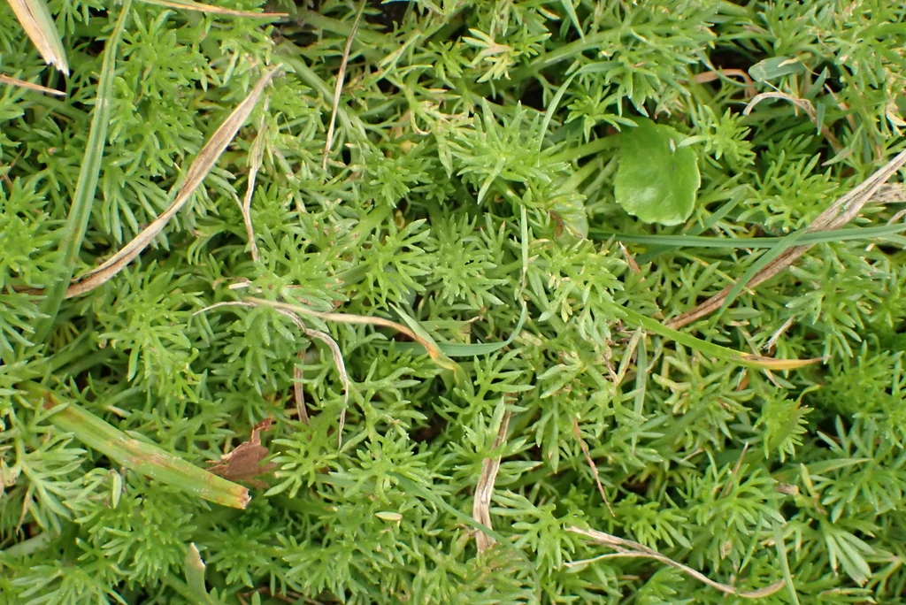 Chamaemelum Nobile