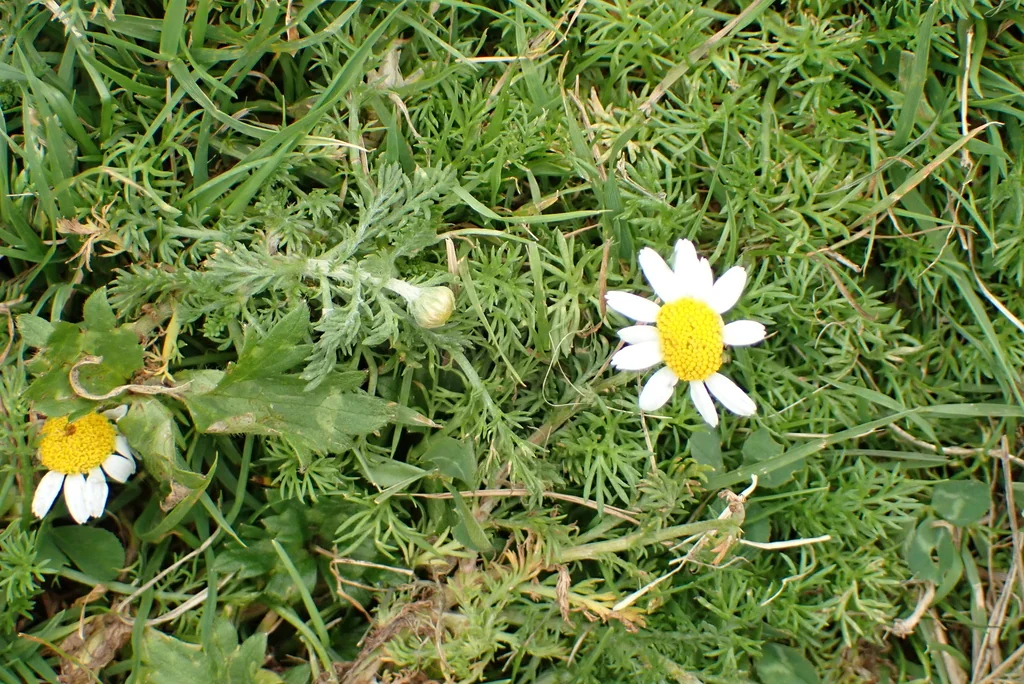 Chamaemelum Nobile