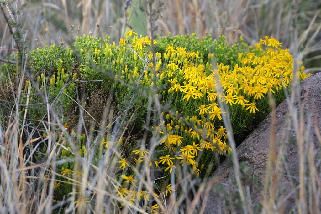 Chrysactinia Mexicana