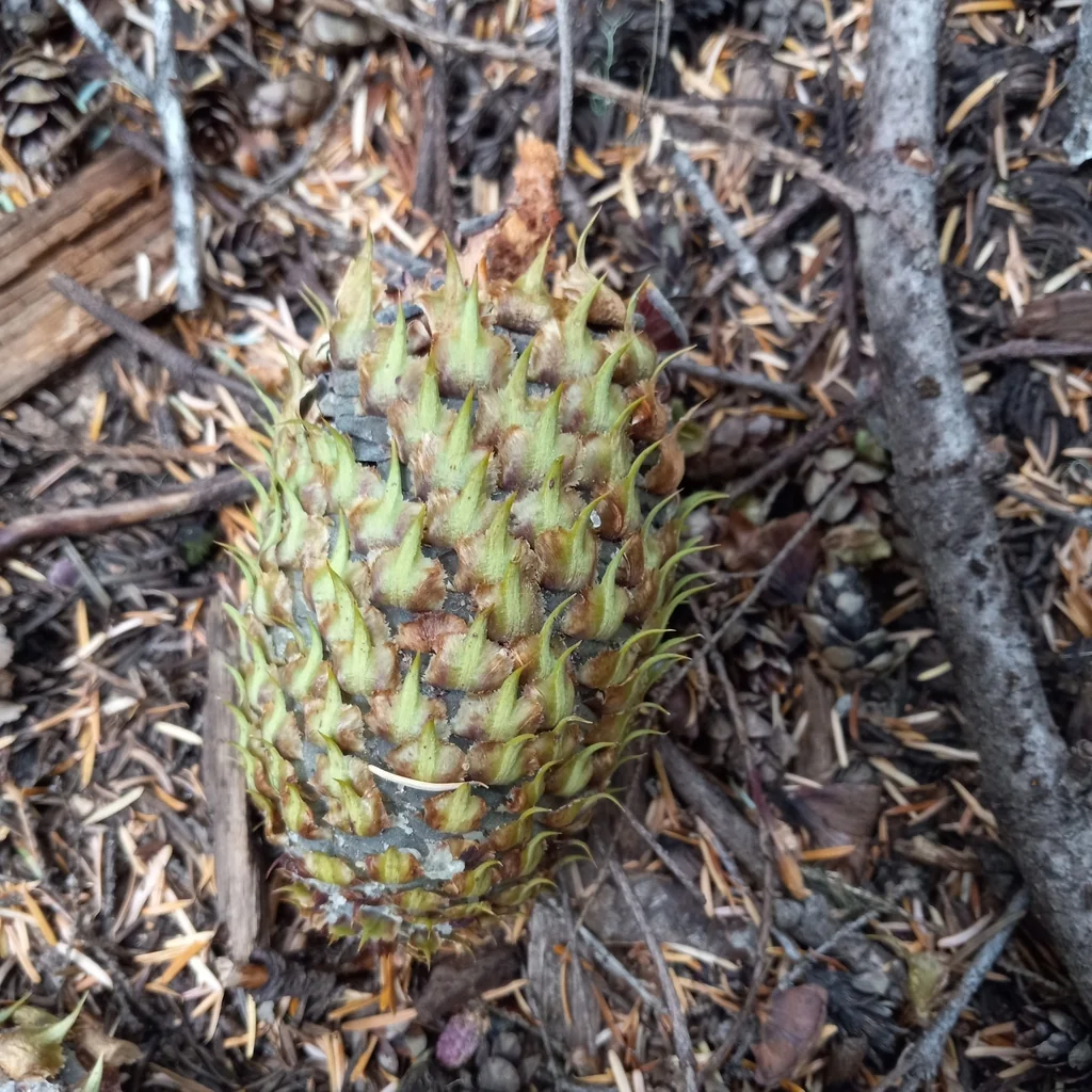 Abies Procera