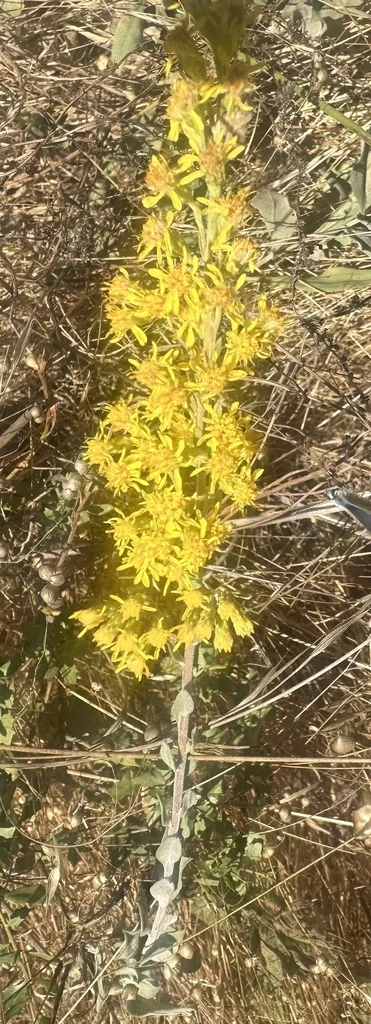 Solidago Californica
