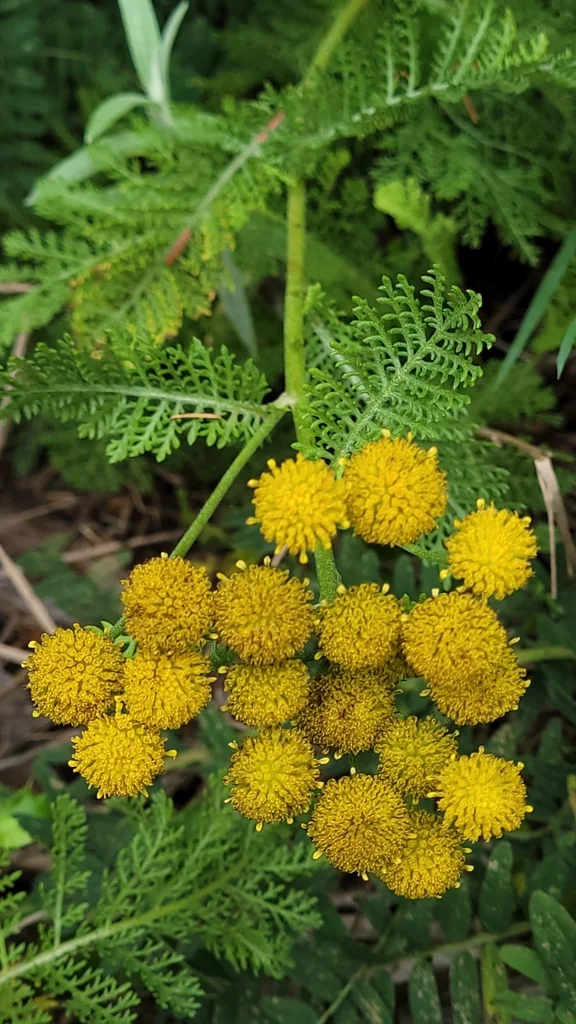 Tanacetum Camphoratum