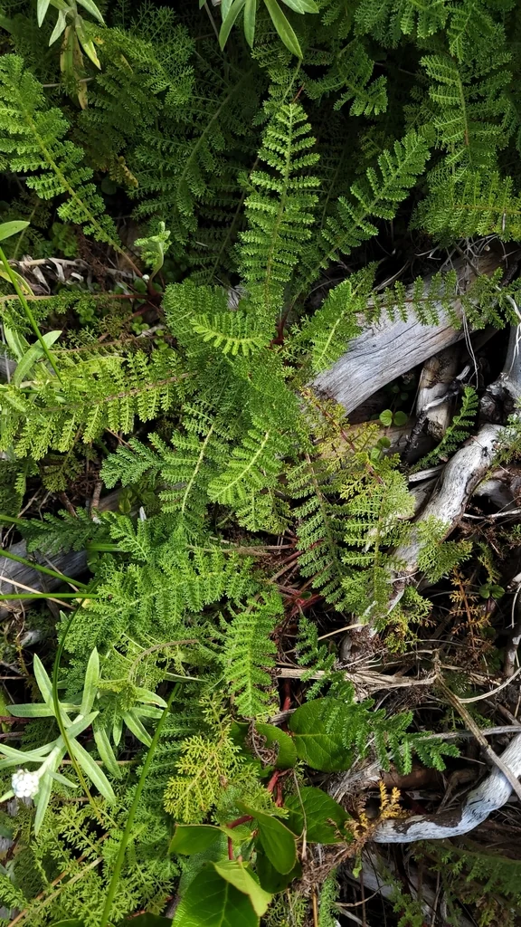 Tanacetum Camphoratum