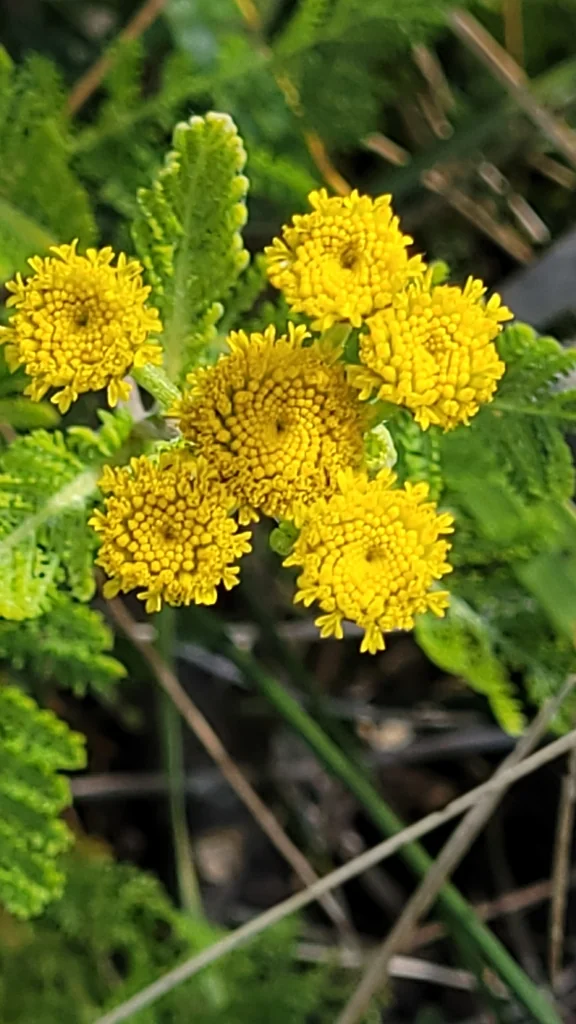 Tanacetum Camphoratum