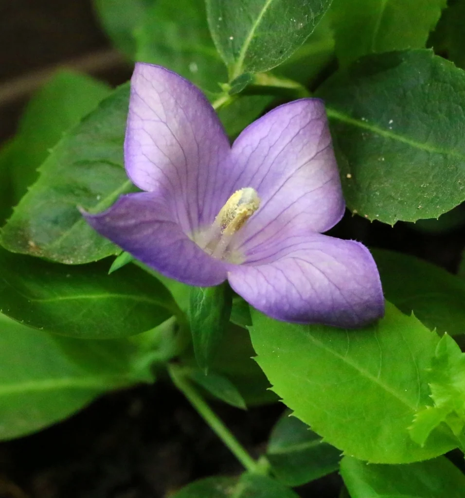 Platycodon Grandiflorus