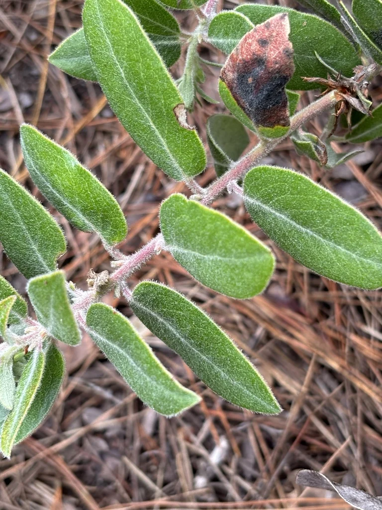 Arctostaphylos Tomentosa