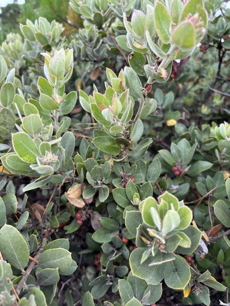 Arctostaphylos Tomentosa