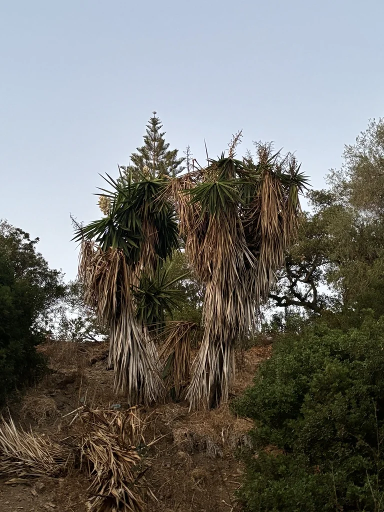 Yucca Elephantipes