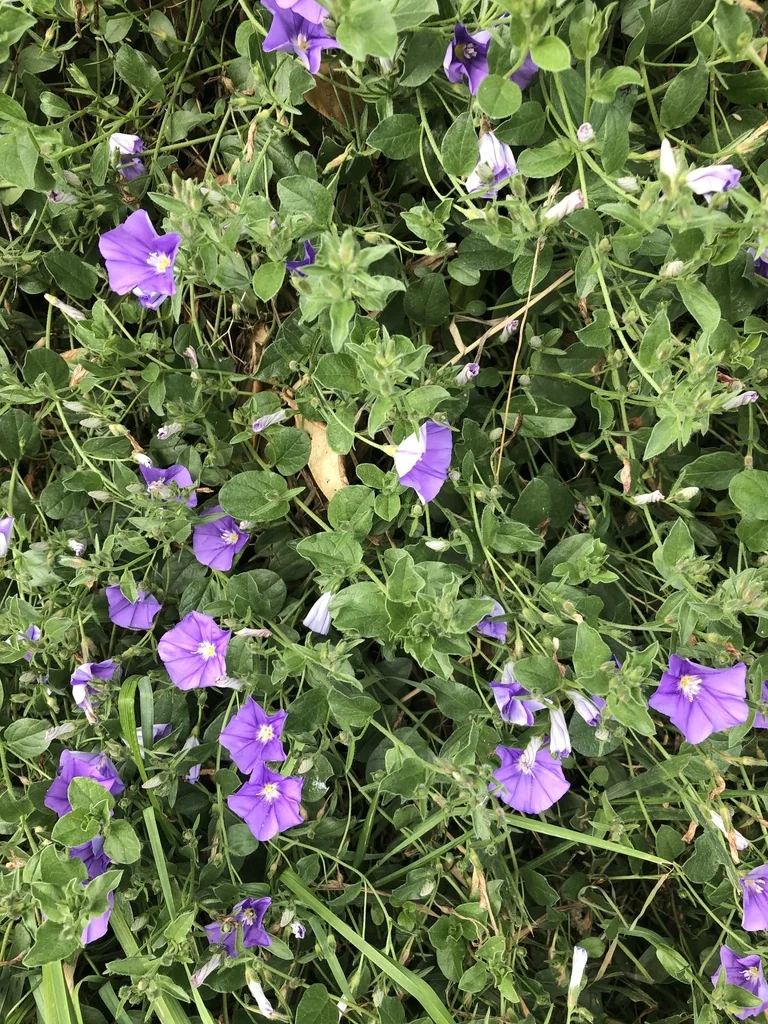 Convolvulus Sabatius