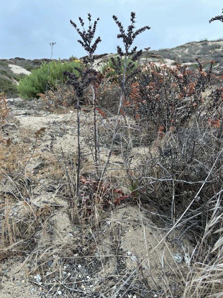 Dudleya Caespitosa