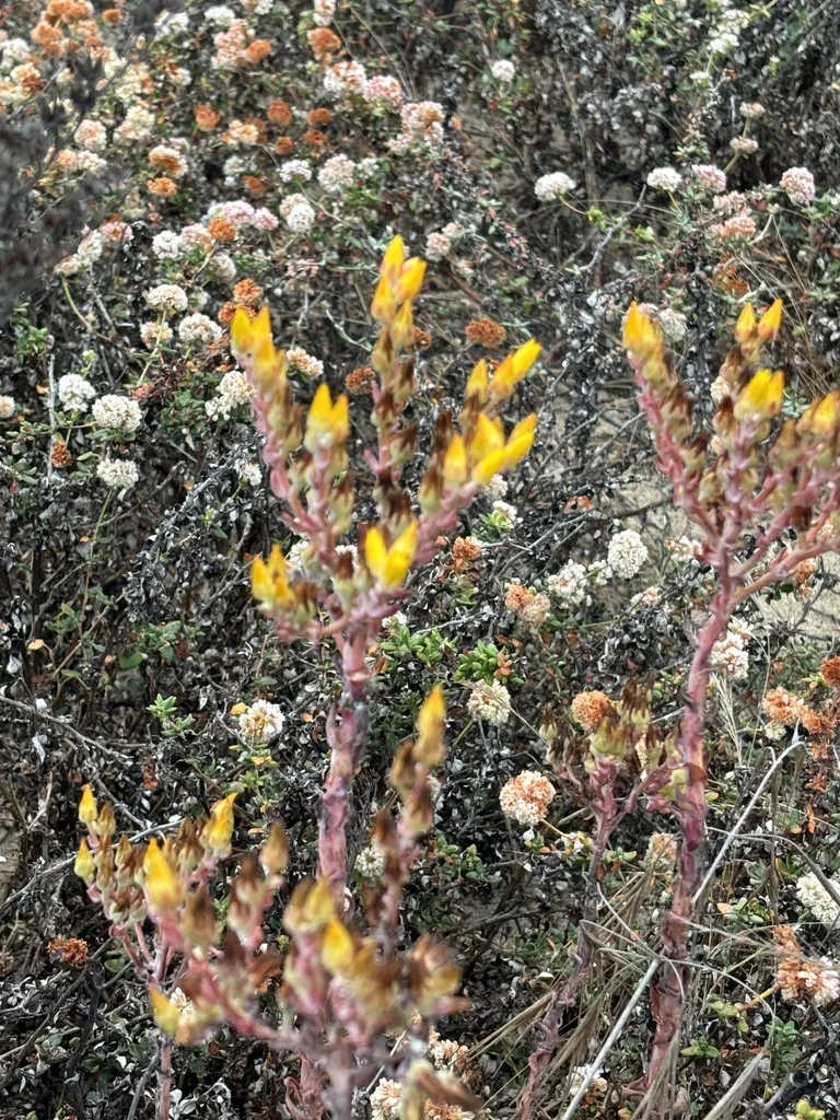 Dudleya Caespitosa