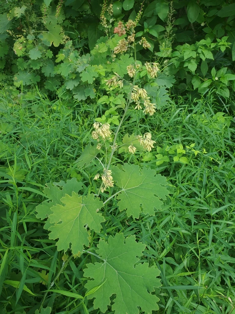 Macleaya Cordata