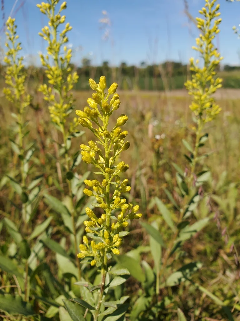 Solidago Speciosa
