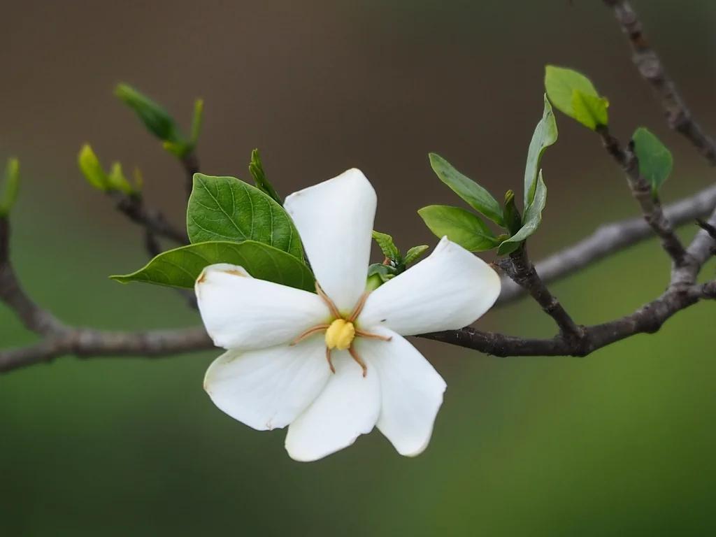 Gardenia Jasminoides
